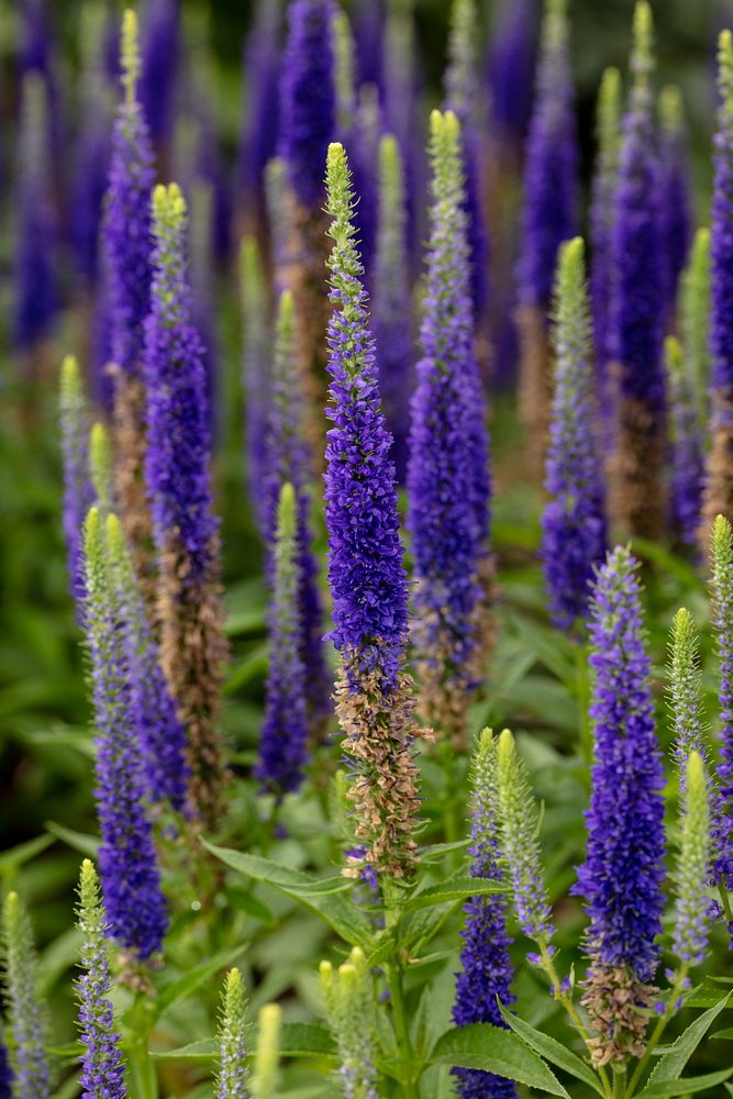 Veronica spicata 'Glory' Royal Candles