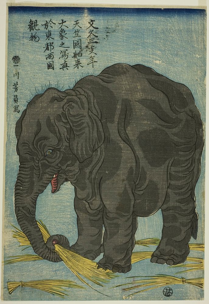 Picture of Large Elephant from India (Tenjiku hakurai dai zo no shashin), An Attraction at Ryogoku in the Eastern Capital…