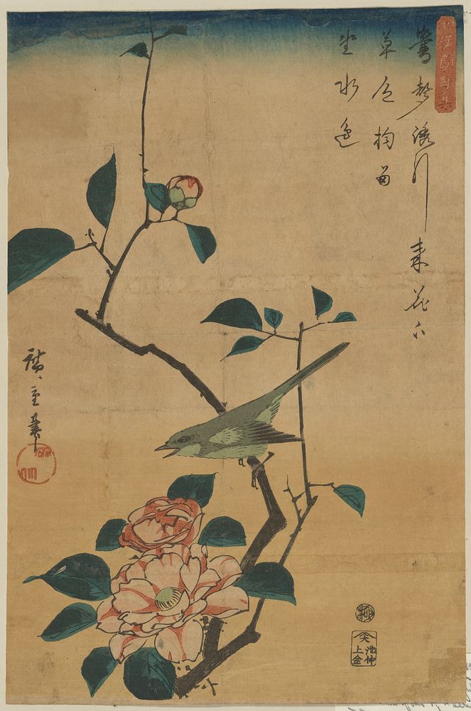 Camellia and Bush Warbler. Original public domain image from the Library of Congress.