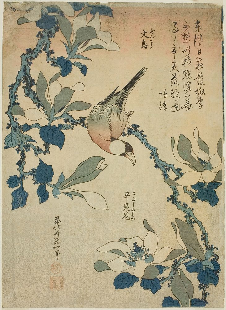 Hokusai (1760-1849) Buncho kobushi no hana. Original from The Art Institute of Chicago.