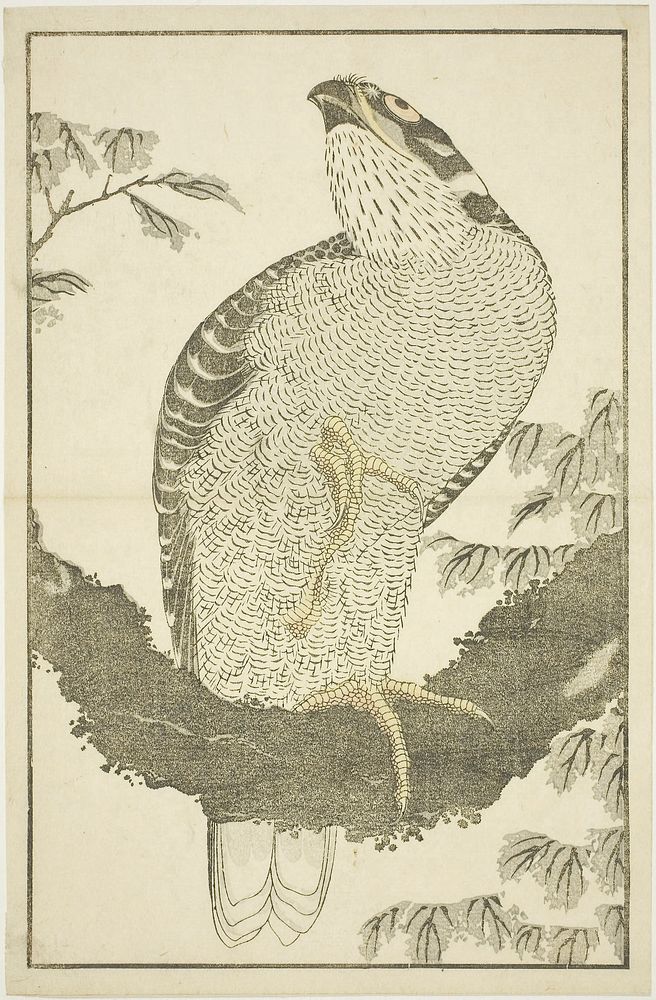 Hokusai's Hawk, from The Picture Book of Realistic Paintings of Hokusai (Hokusai shashin gafu) (1814). Original from The Art…