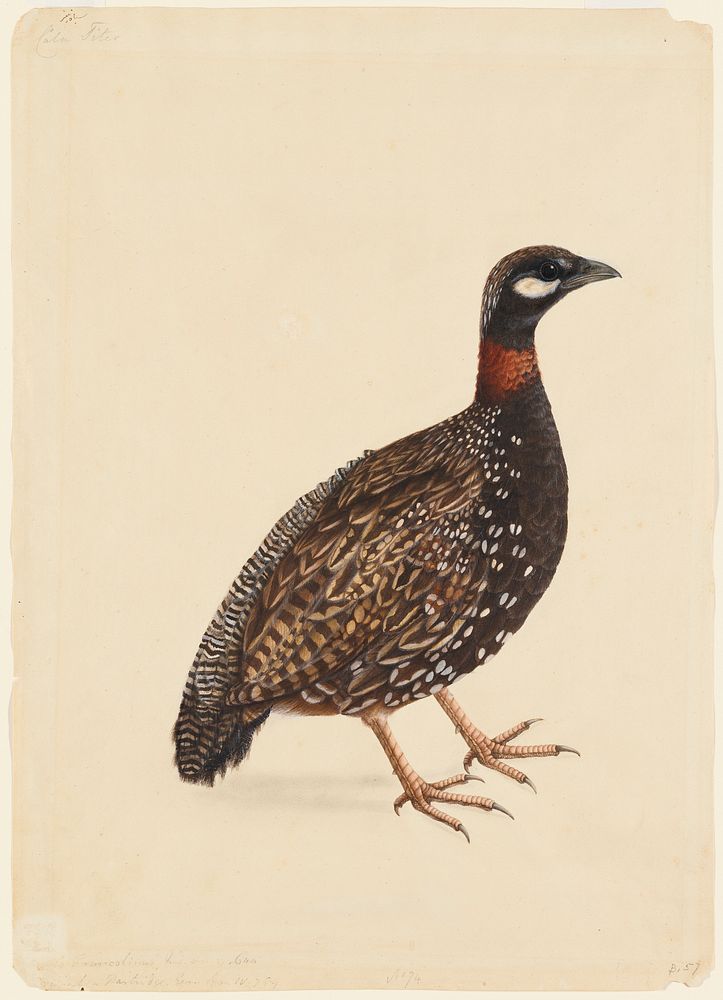 A Black Partridge (ca. 1800) painting in high resolution. Original from the Minneapolis Institute of Art.
