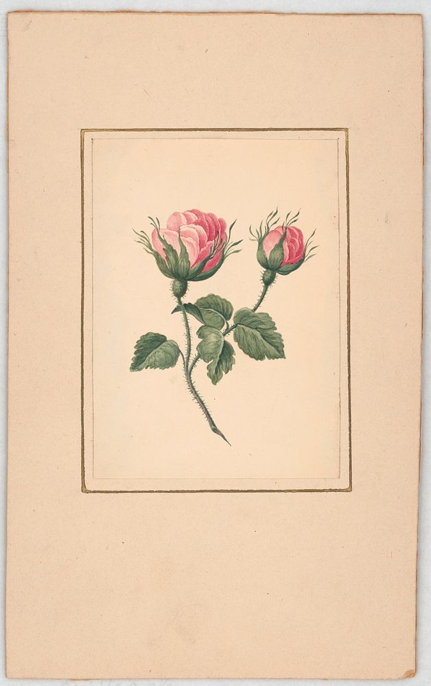 Rose blossoms on stem with leaves (1820). Original from the Library of Congress.