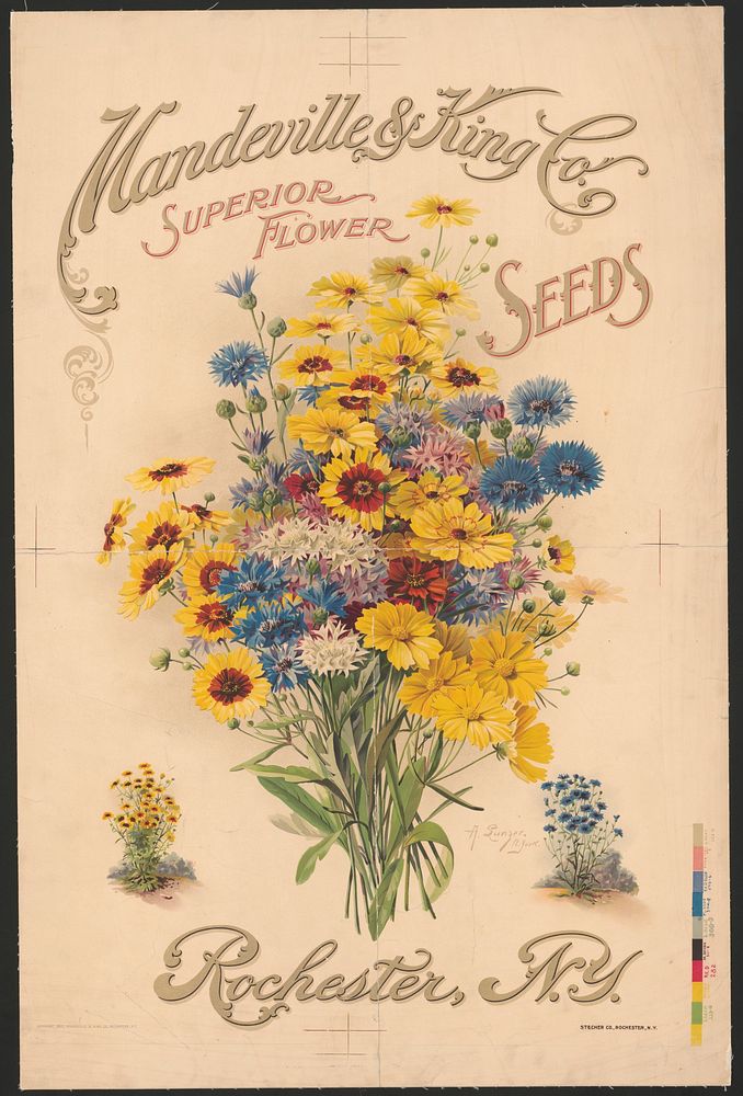 Mandeville & King Co., superior flower seeds (1907). Original from the Library of Congress.