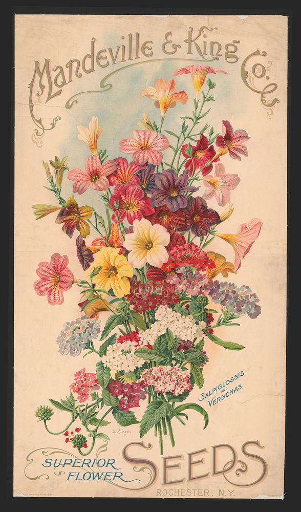 Mandeville & King Co., superior flower seeds, salpiglossis and verbenas (1905). Original from the Library of Congress.