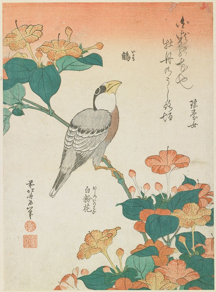Hawfinch and Marvel-of-Peru (ca.1834) in high resolution by Katsushika Hokusai. Original from The Minneapolis Institute of…