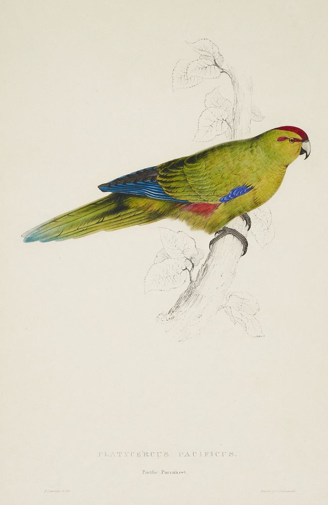 Platycercus pacificus. Pacific parakeet (1830–1832) print in high resolution by Edward Lear. Original from the Museum of New…