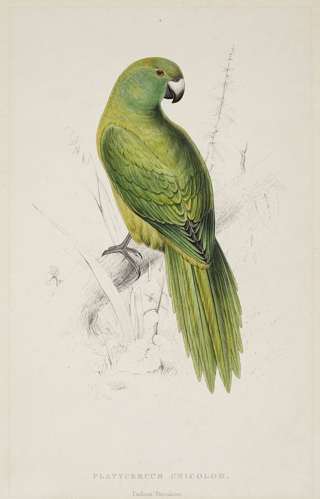 Platycercus unicolor. Uniform parakeet (1830–1832) print in high resolution by Edward Lear. Original from the Museum of New…