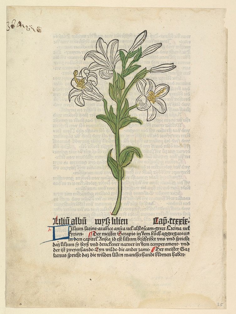 White Lily, illustration from Gart der Gesundheit  (Sch.4332)