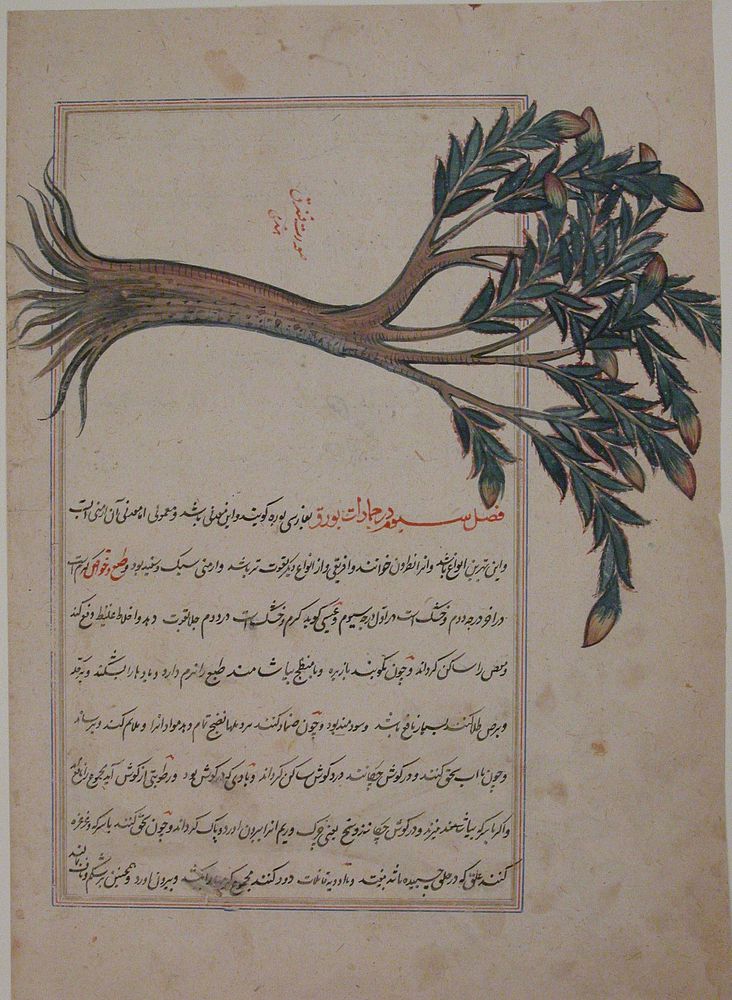 Folio from a Bestiary and Herbal