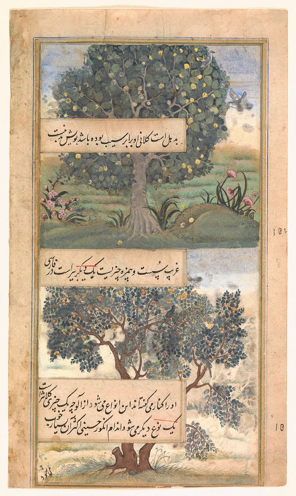 "Three Trees of India", Folio from a Baburnama (Autobiography of Babur)