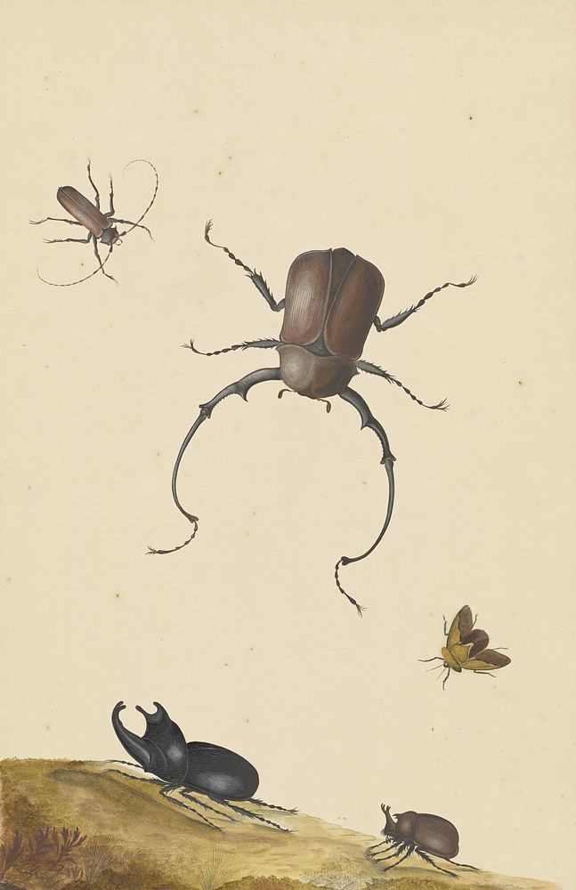 Four Beetles and a Flying Stink Bug; Nicolaas Struyck (1686-1769)