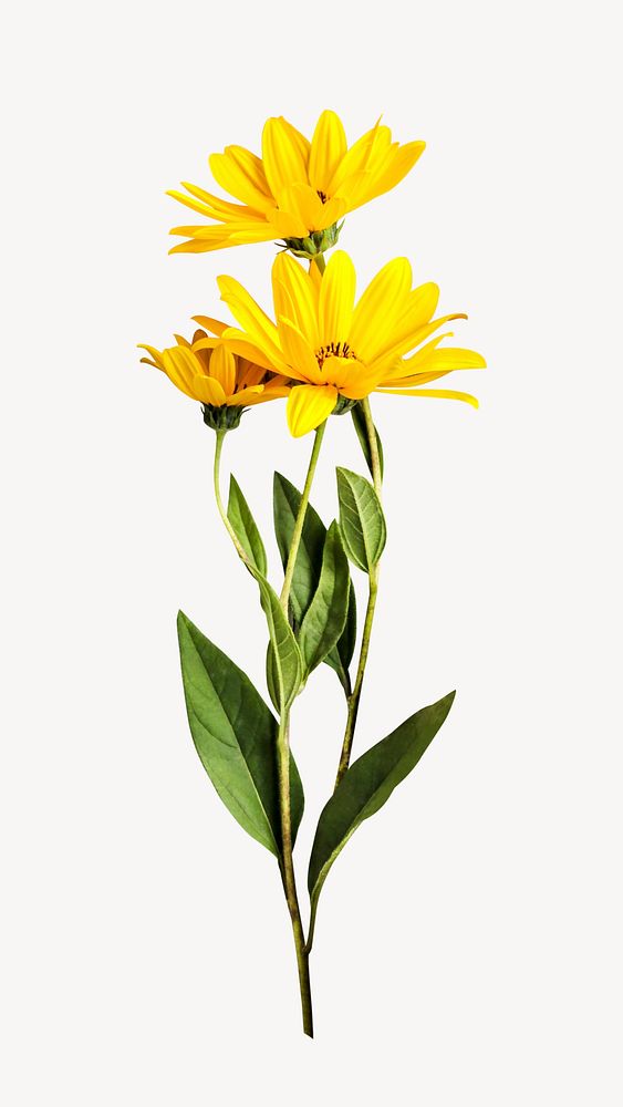 Yellow daisy collage element, isolated image psd