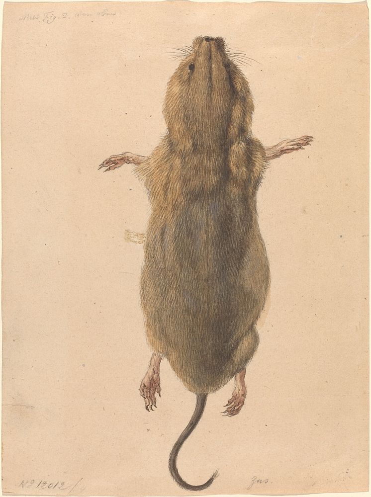 A Field Mouse, from Above (c. 1775) by Johann Rudolph Schellenberg.  
