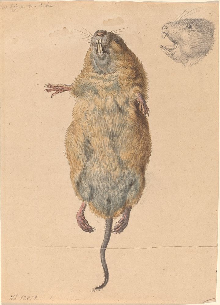 A Field Mouse, from Below (c. 1775) by Johann Rudolph Schellenberg.  