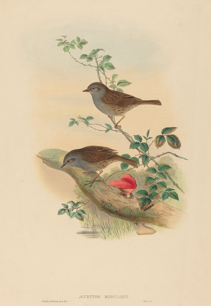 Accentor modularis (Dunnock), print in high resolution print in high resolution by John Gould (1804–1881) and Henry…