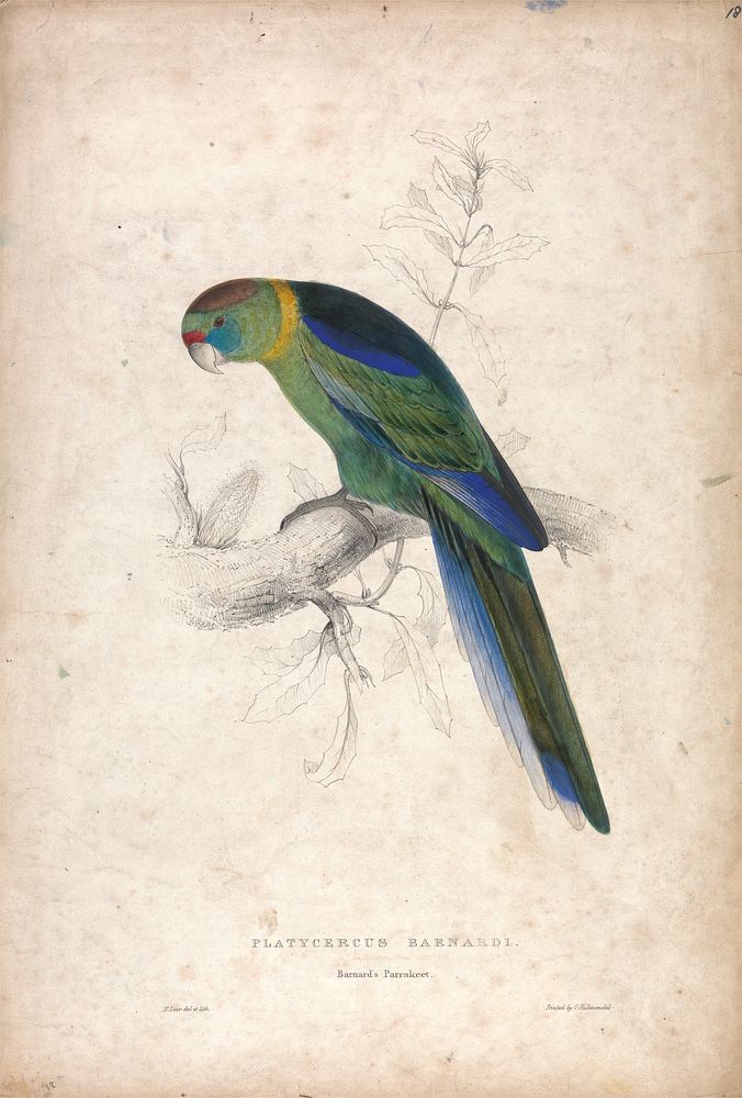 Platycerus Barnardi, Barnard's Parrakeet (1832) print in high resolution by Edward Lear.  