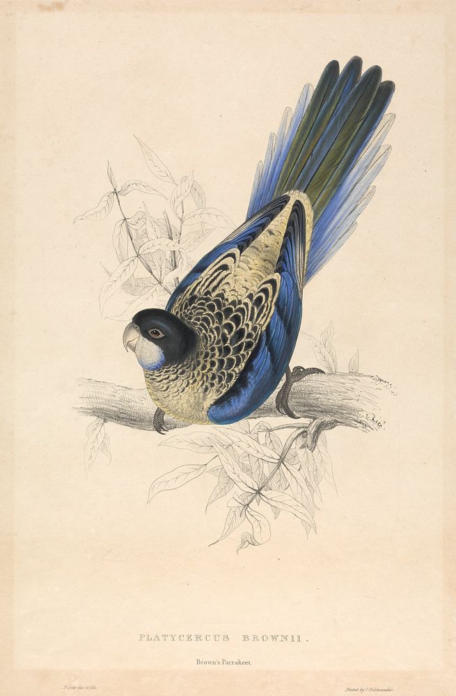 Platycercus Brownii, Brown's Parrakeet (1832) print in high resolution by Edward Lear.  
