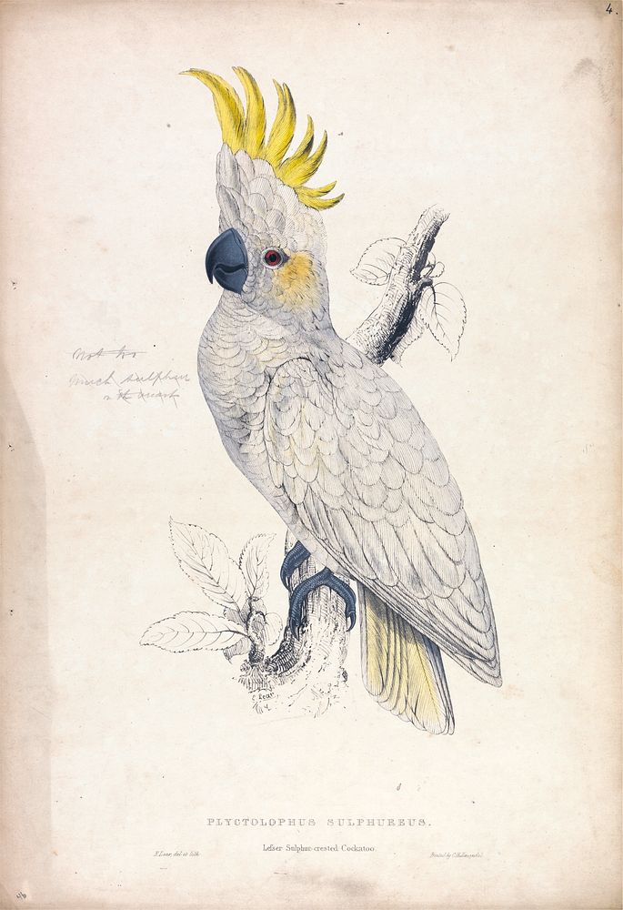 Plyctolophus Sulphureus, Lesser Sulphur-crested Cockatoo (1832) print in high resolution by Edward Lear.  
