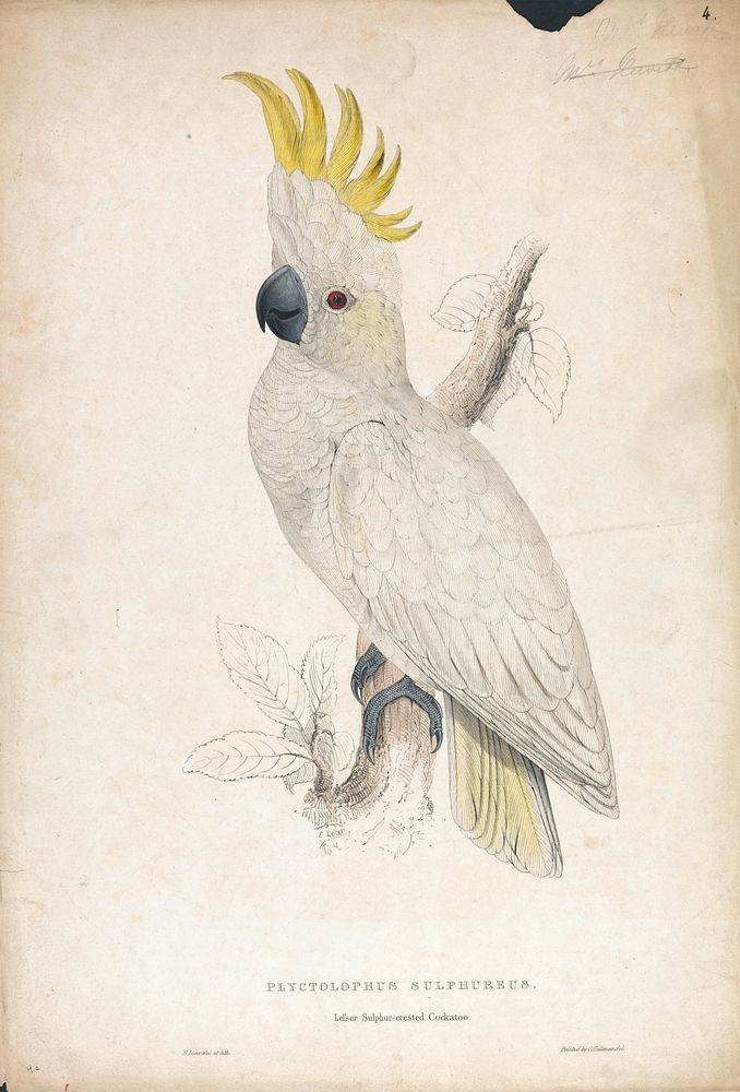Plyctophus Sulphureus, Lesser Sulphur-crested Cockatoo (1832) print in high resolution by Edward Lear.  