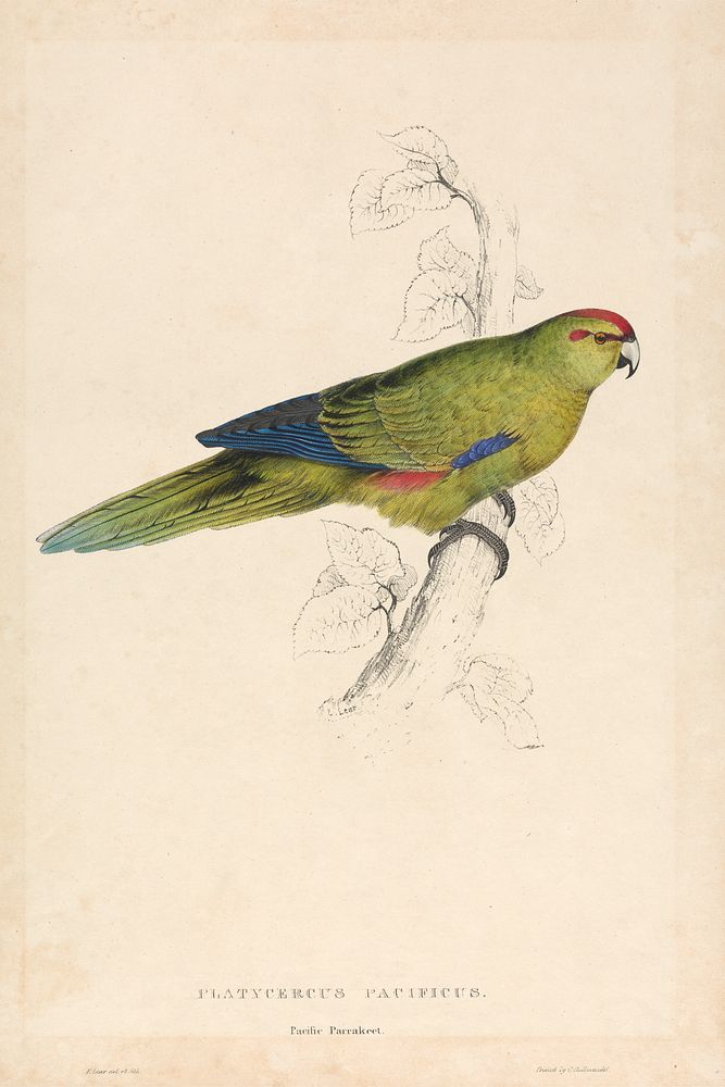 Platycercus Pacificus (1832) print in high resolution by Edward Lear.  