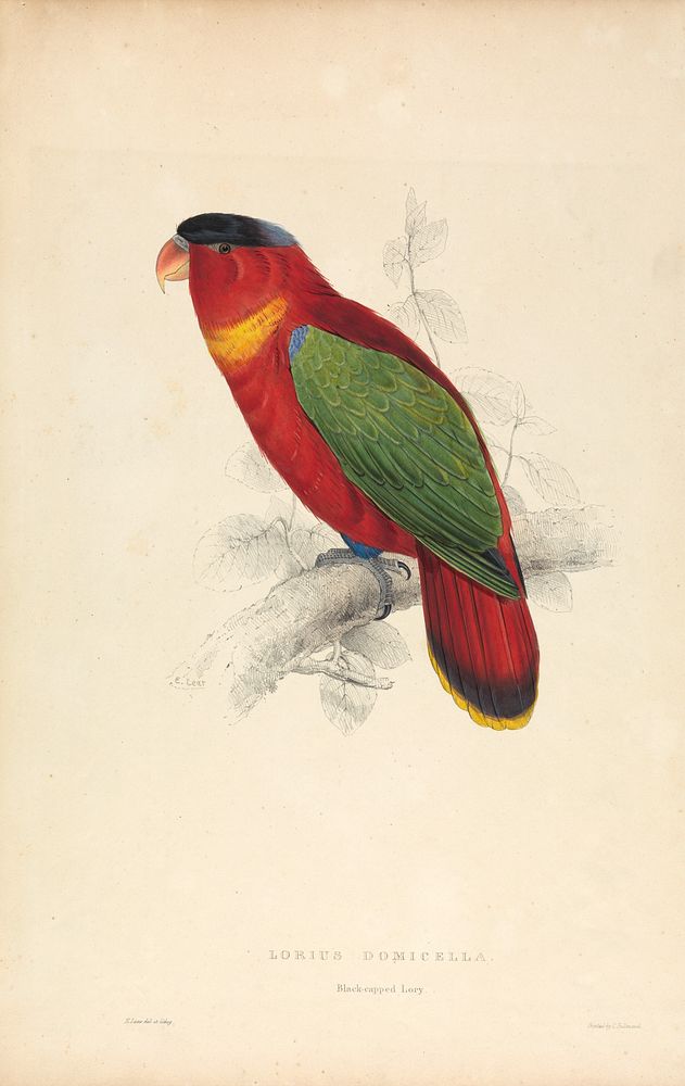 Lorius Domicella, Black-capped Lorry (1832) print in high resolution by Edward Lear.  