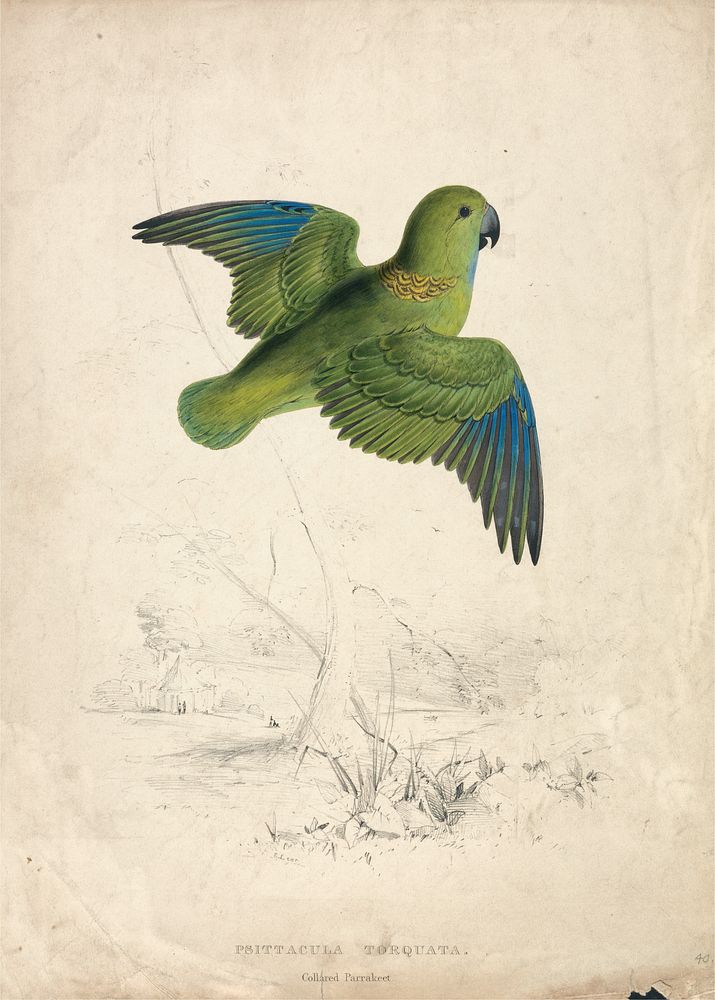 Collared Parrakeet (1832) print in high resolution by Edward Lear.  