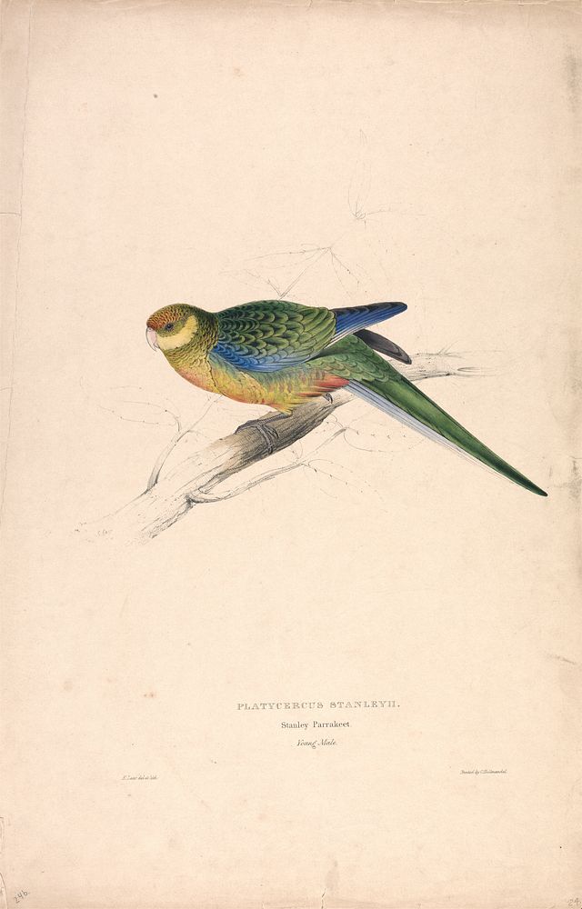 Platycercus Stanley II, Stanley Parrakeet (1832) print in high resolution by Edward Lear.  
