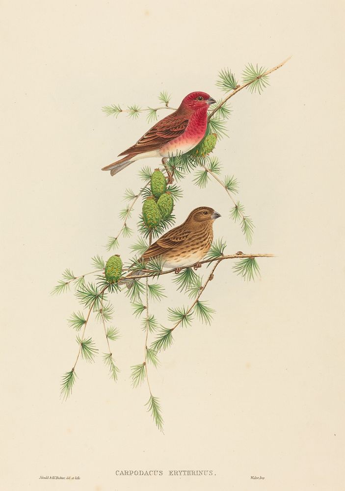 Carpodacus erythrinus (Common Rose Finch) print in high resolution by John Gould (1804&ndash;1881) and Henry Constantine…