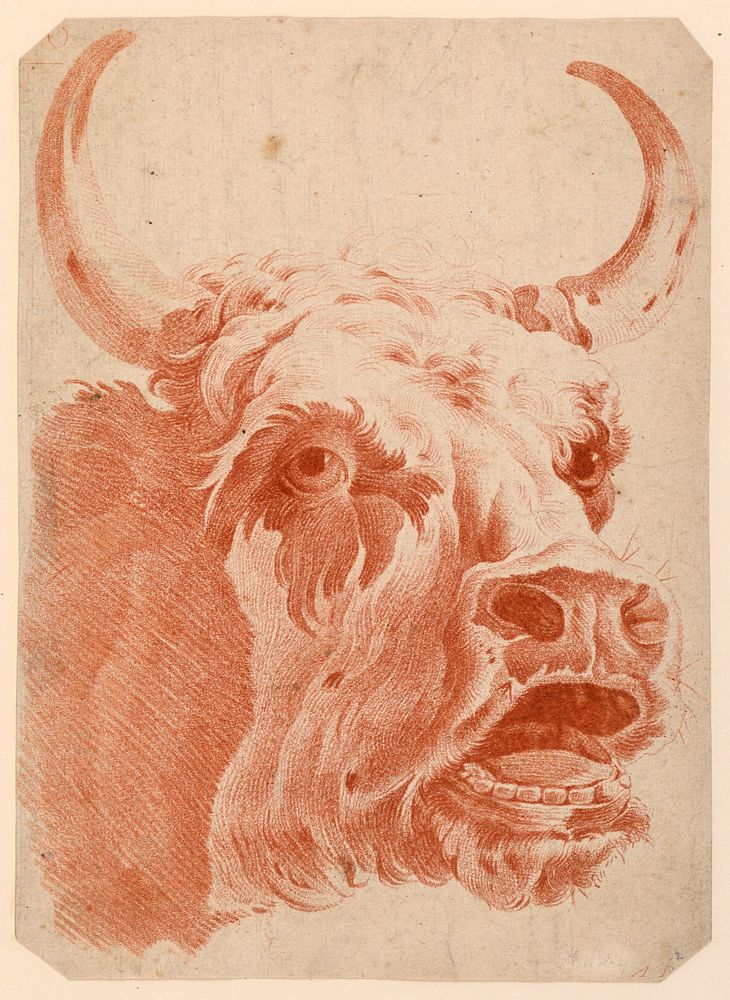 Head of a Cow (ca.1778) print in high resolution by Louis-Marin Bonnet.  