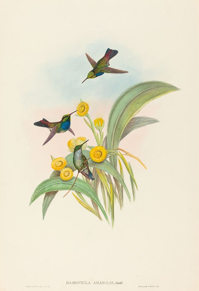 Damophila amabilis (Blue-breasted Hummingbird) print in high resolution by John Gould (1804&ndash;1881) and Henry…