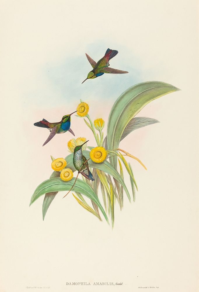 Damophila amabilis (Blue-breasted Hummingbird) print in high resolution by John Gould (1804–1881) and Henry Constantine…