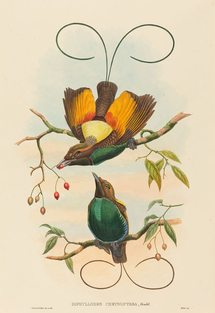 Diphyllodes chrysoptera (Magnificent Bird of Paradise) print in high resolution by John Gould (1804&ndash;1881) and William…