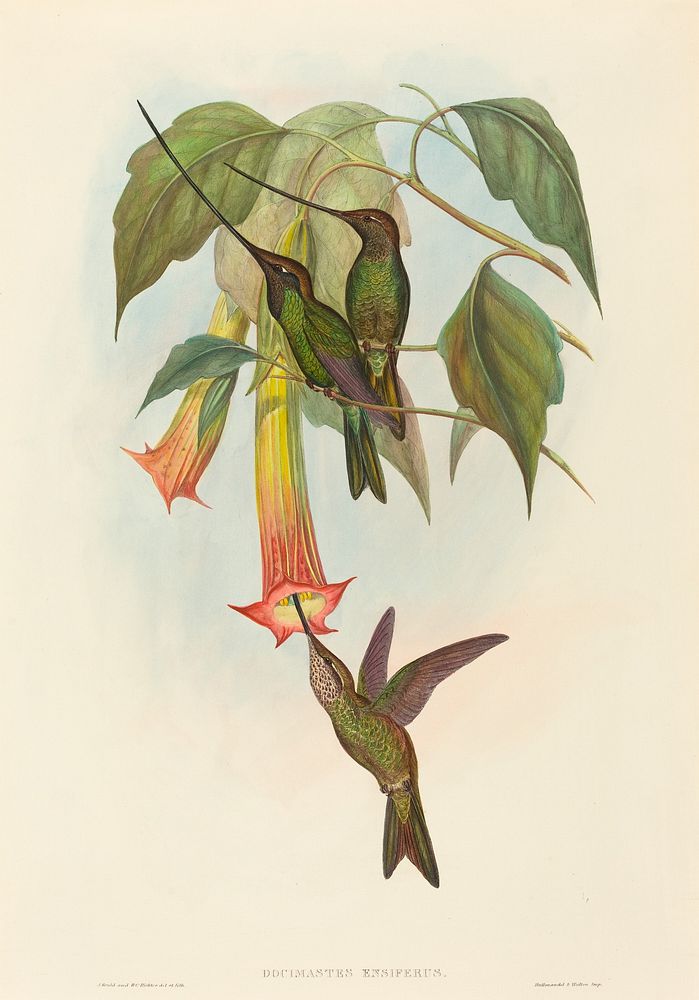 Docimastes ensiferus (Sword-billed Hummingbird) print in high resolution by John Gould (1804&ndash;1881) and Henry…
