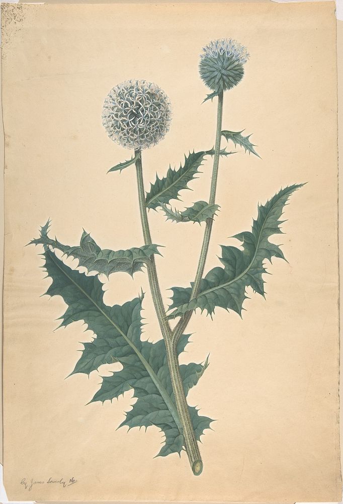 Study of a Thistle (ca. 1822) painting in high resolution by James Sowerby.  
