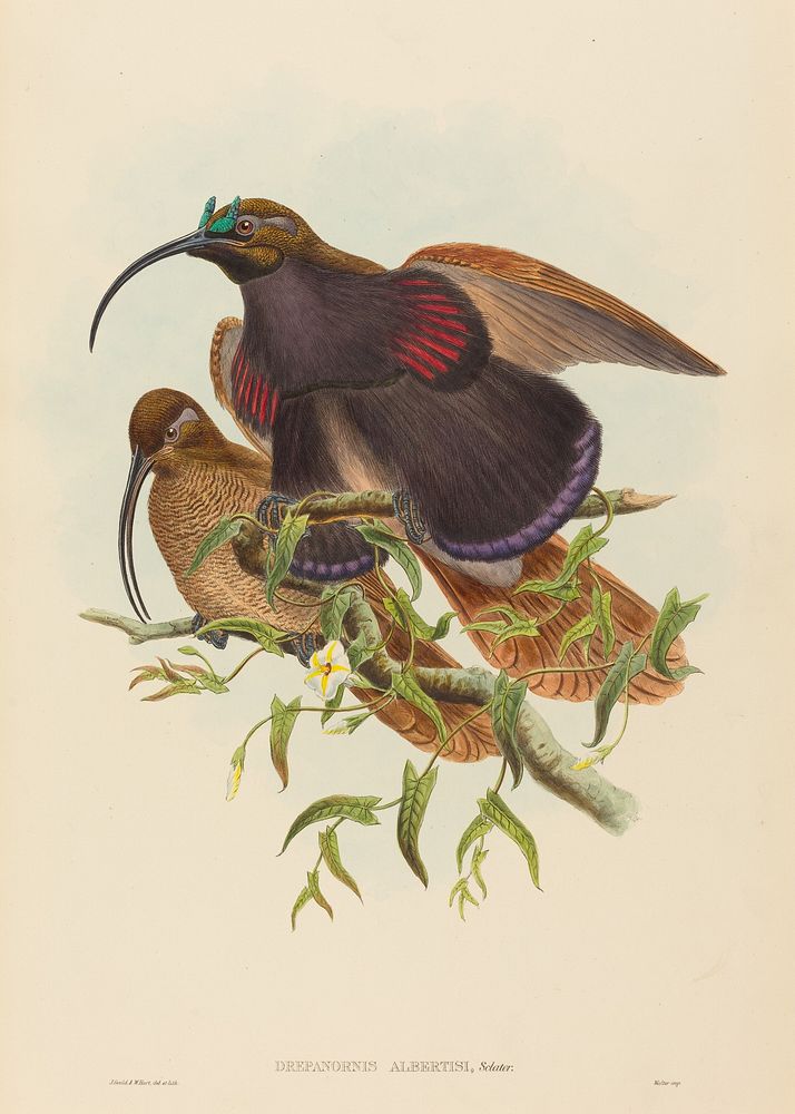 Drepanornis albertisi (Black-billed Sicklebill Bird of Paradise) print in high resolution by John Gould (1804–1881) and…