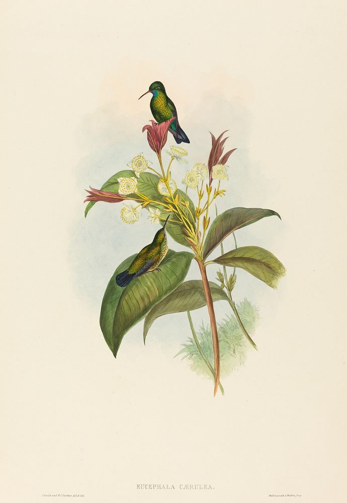 Eucephala caerulea (Blue-chinned Sapphire) print in high resolution by John Gould (1804–1881) and Henry Constantine Richter…