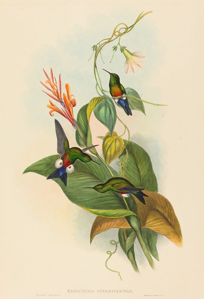 Eriocnemis cupreiventris (Coppery-vented Puff-Leg) print in high resolution by John Gould (1804–1881) and Henry Constantine…