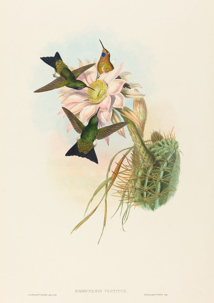 Eriocnemis vestitus (Glowing Puff-Leg) print in high resolution by John Gould (1804–1881) and Henry Constantine Richter…