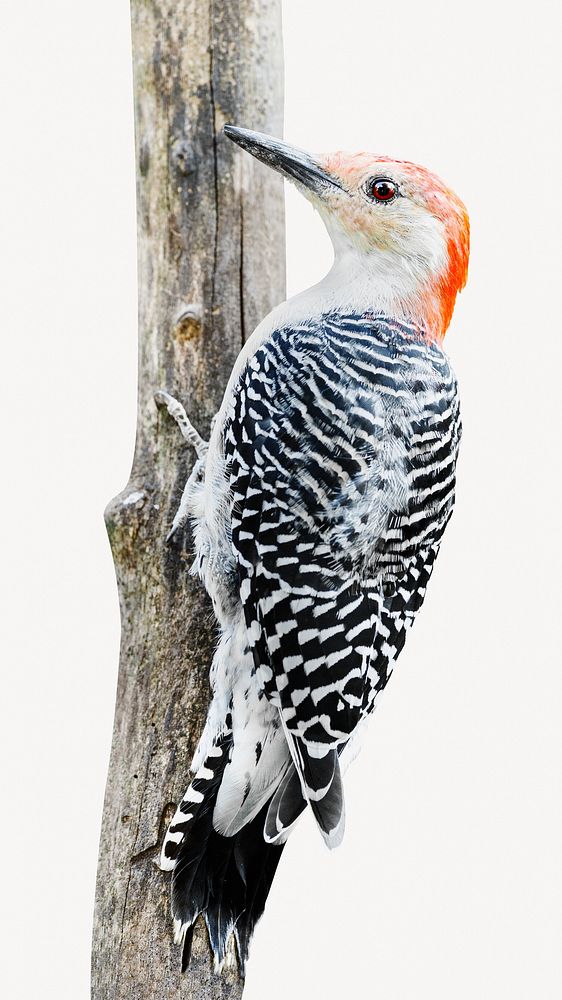 Red-bellied woodpecker bird collage element  psd