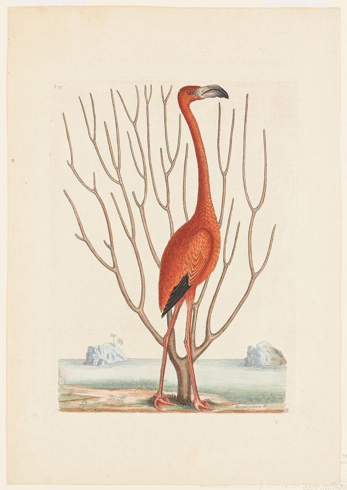 Flamingo (1731&ndash;1743) print in high resolution by Mark Catesby. Original from the Original from the Minneapolis…