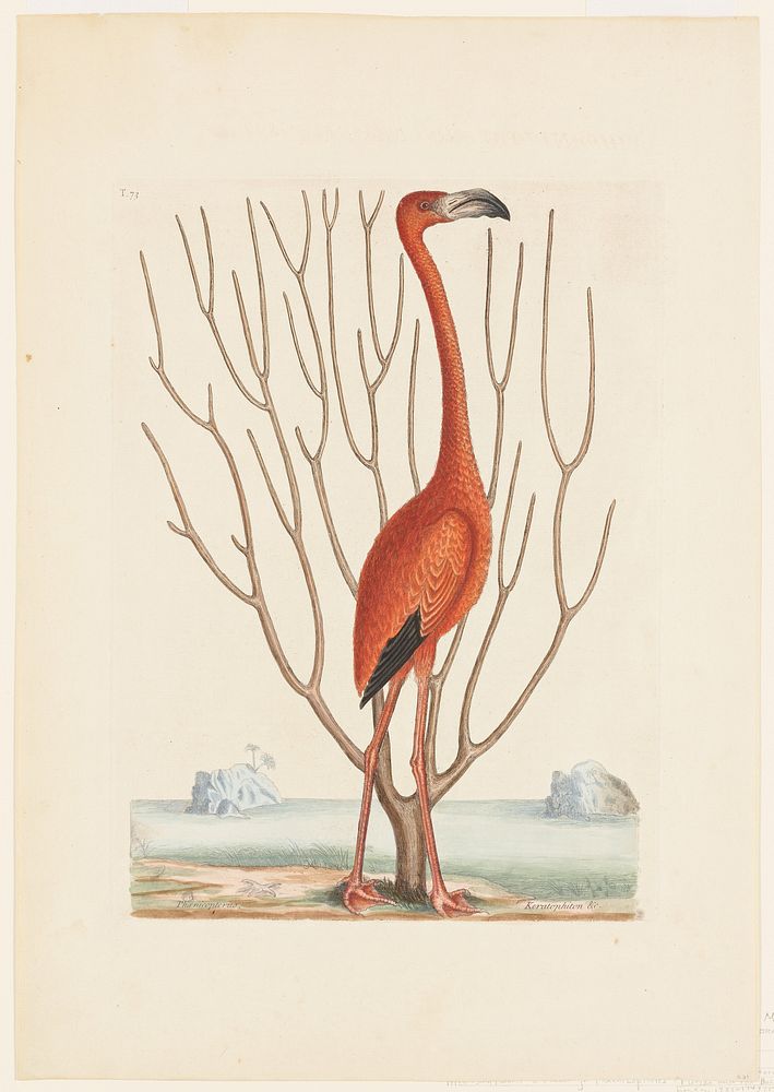 Flamingo (1731–1743) print in high resolution by Mark Catesby. Original from the Original from the Minneapolis Institute of…