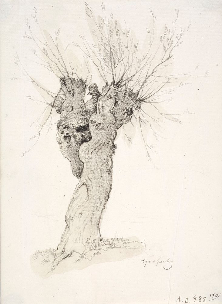 Vanha, typistetty puu, 1850 - 1855 by Anders Ekman