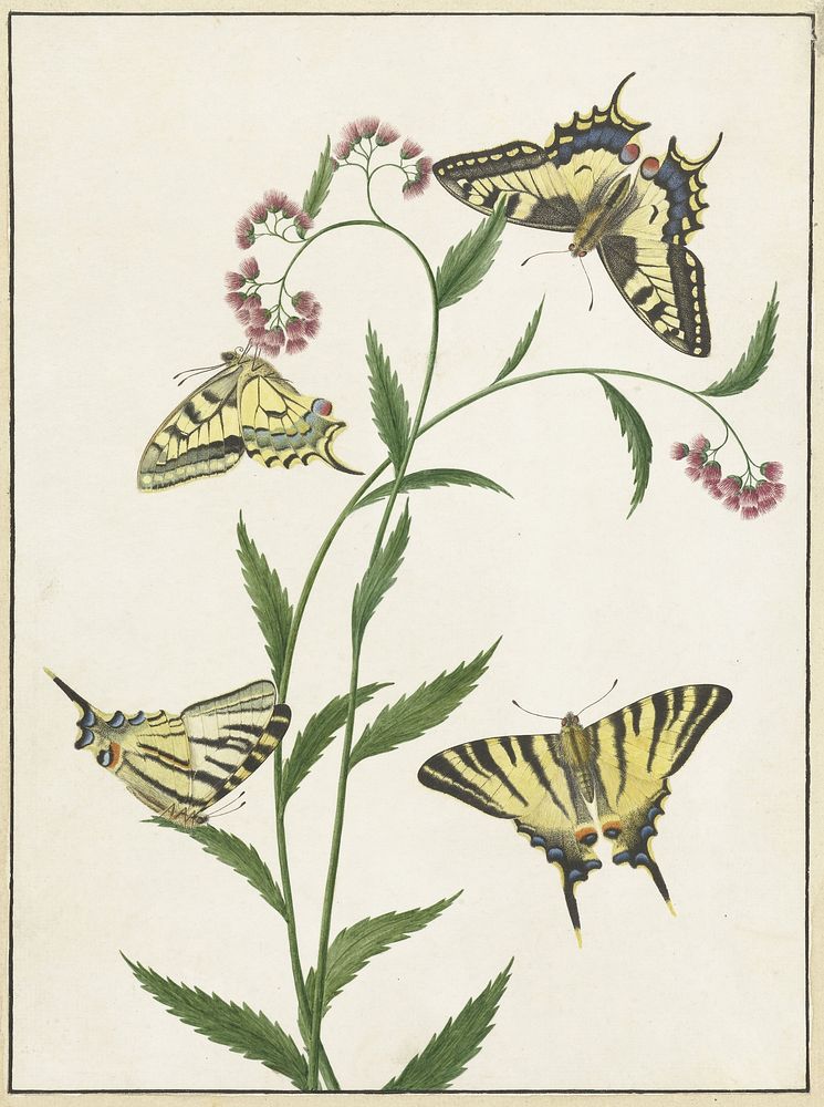 Four Butterflies on Flowers (1747&ndash;1802) painting in high resolution by Paulus Knogh.  