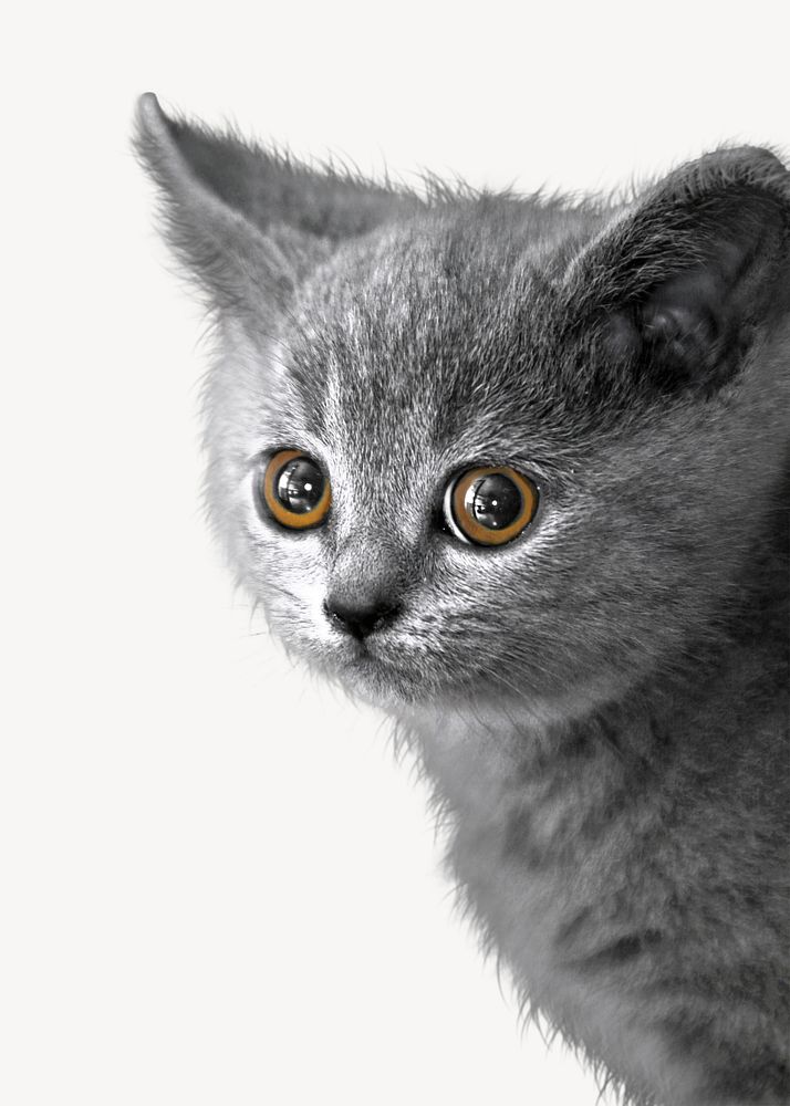 Cute kitten, animal collage element psd