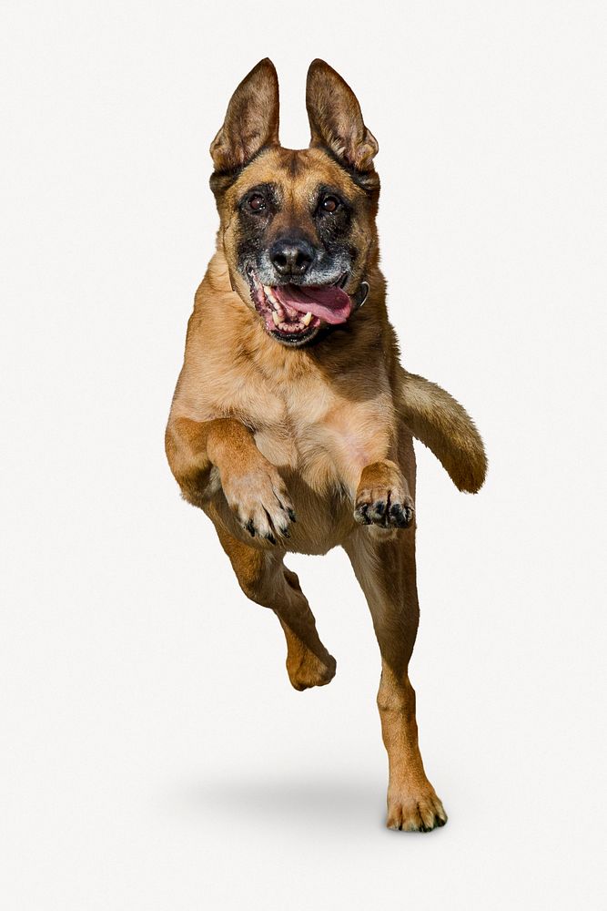 Running German Shepherd dog, animal psd