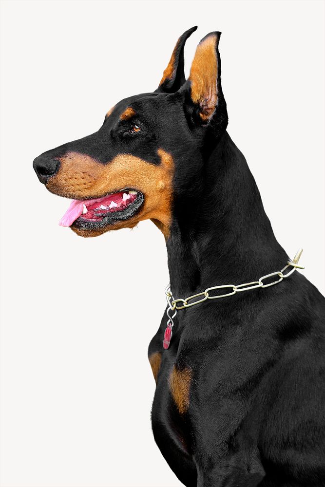 Doberman dog, collage element psd