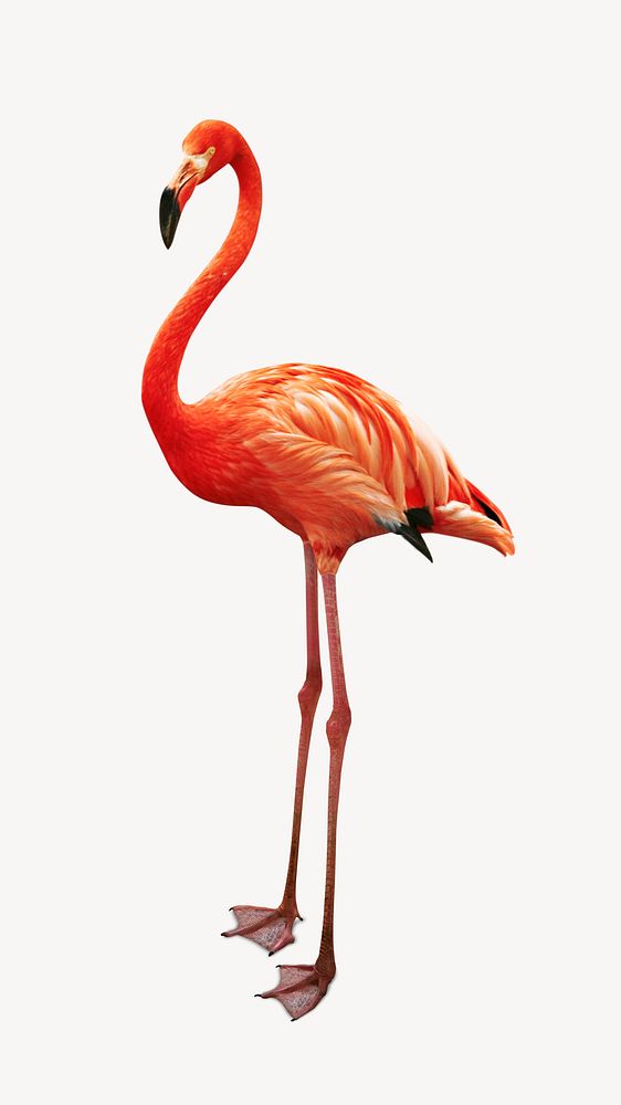 Flamingo bird collage element, isolated image psd