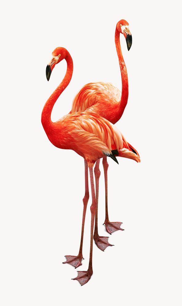 Flamingo couple animal image design