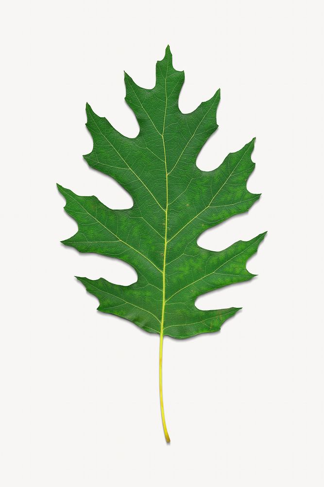 Green leaf isolated design